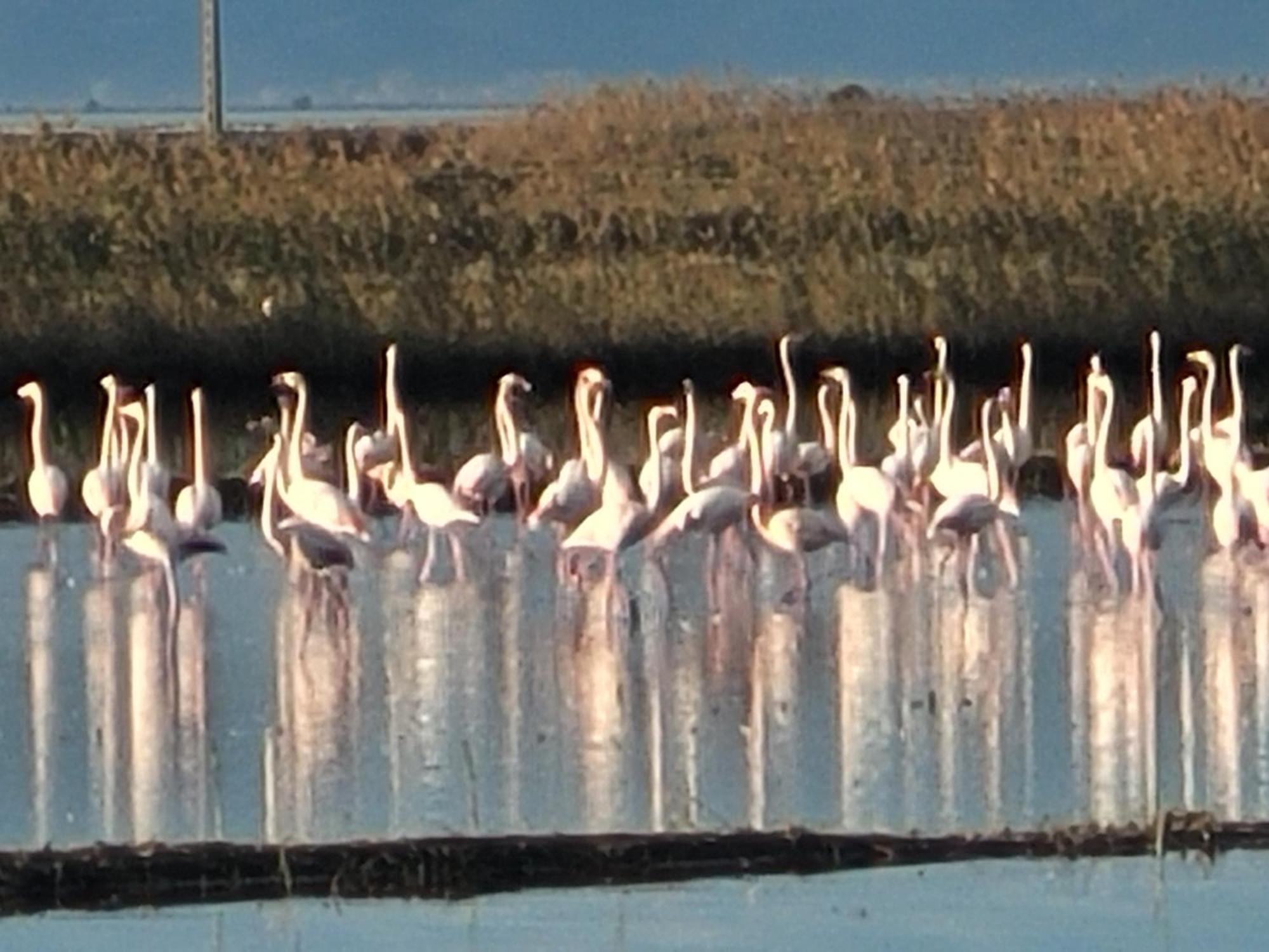Llar De Laura Βίλα El Poble Nou del Delta Εξωτερικό φωτογραφία